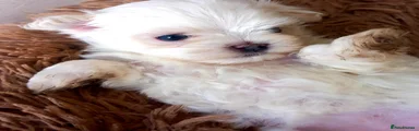 Maltese 3