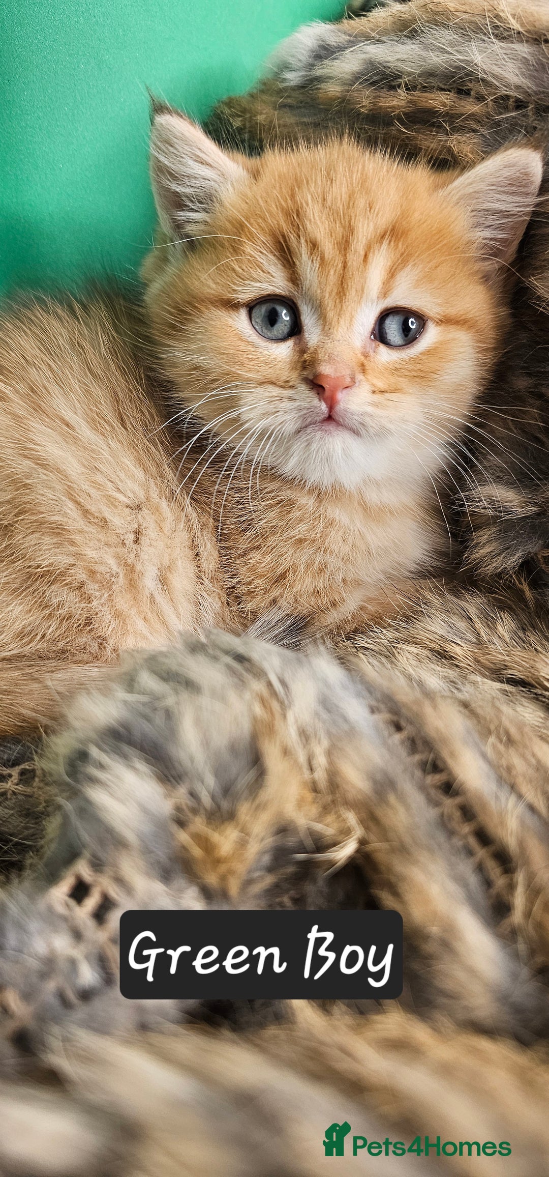 British Shorthair cats for sale: BSH GOLDEN KITTENS - Advert 17