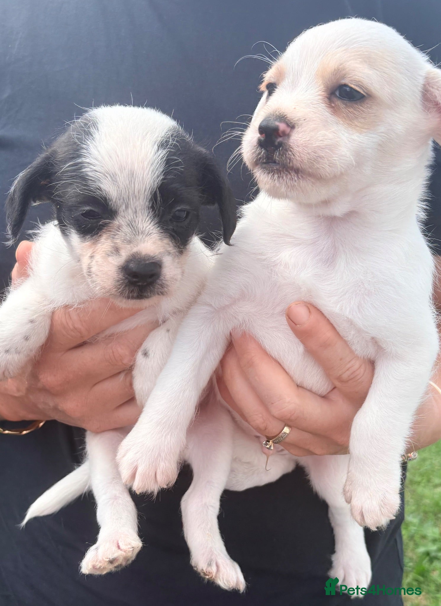 Mixed Breed dogs Frenchie cross poodle - Advert 2