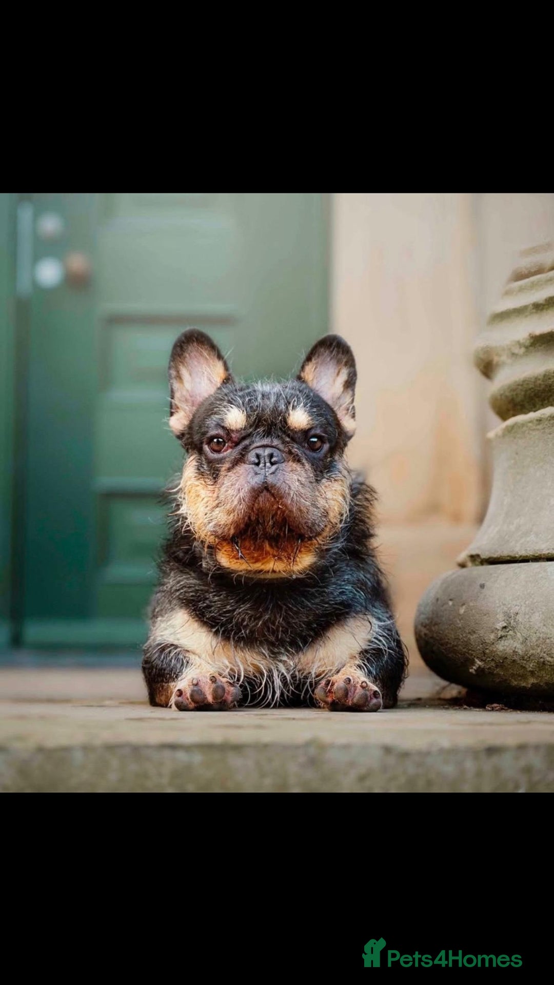 French Bulldog dogs for stud: For stud. Wire haired - Advert 1