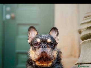 French Bulldog dogs For stud. Wire haired - Advert 4