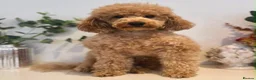 Cockapoo dogs for sale: Toy cockapoo puppies (golden) (tri) super cute - Advert 38