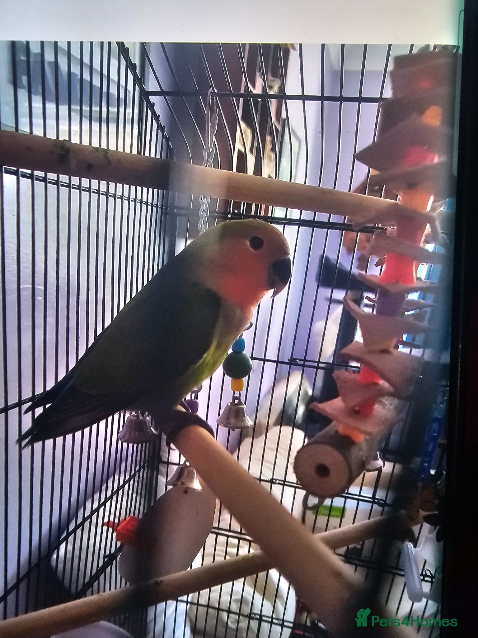 Lovebirds birds Love bird peach face for sale  - Advert 1