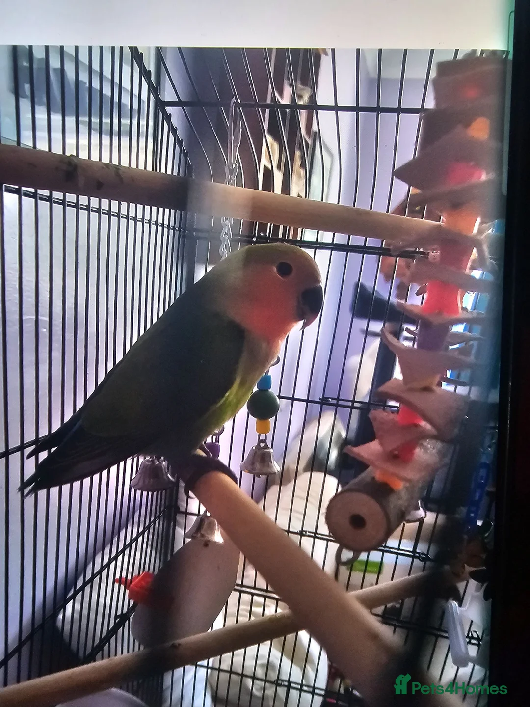 Lovebirds birds for sale: Love bird peach face for sale  in Banbury - Advert 1