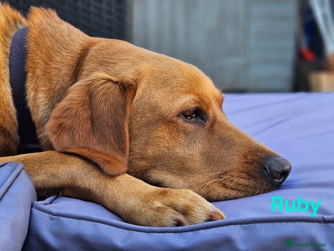 Labrador Retriever dogs for sale: Fox Red Labrador Retriever KC Registered puppies in Wetherby - Image 11