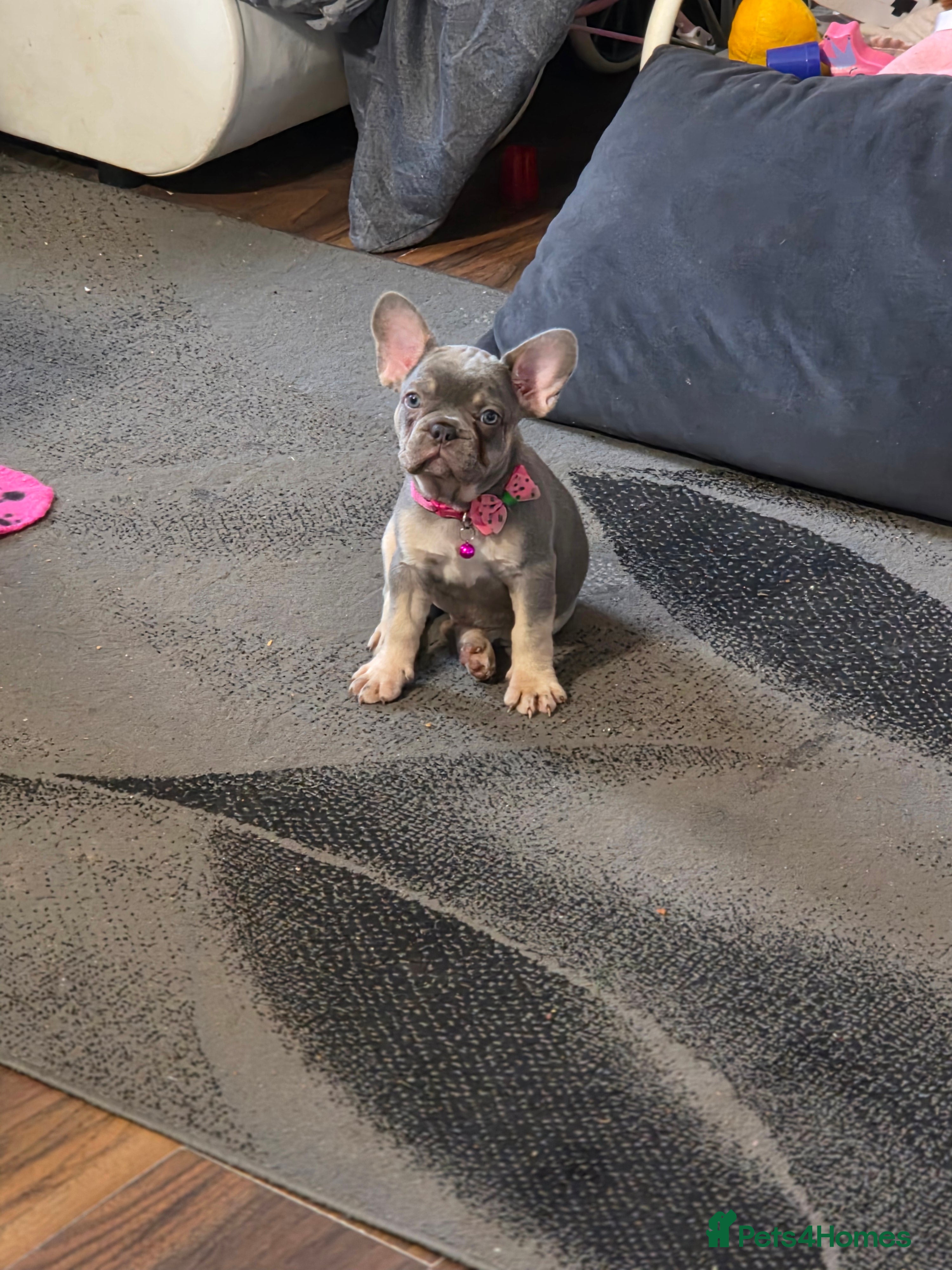 French Bulldog dogs Puppy french bulldog  - Advert 8