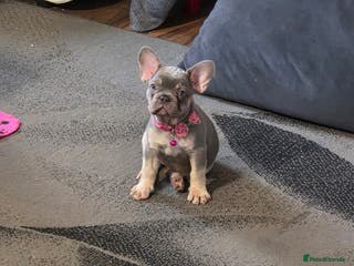 French Bulldog dogs Puppy french bulldog - Advert 9