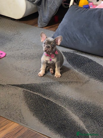 French Bulldog dogs - Advert 11