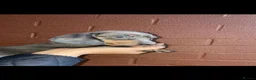 Miniature Dachshund dogs for sale: Beautiful Dachshund puppies for sale  - Advert 8