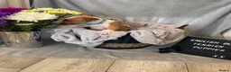 English Bull Terrier dogs for sale: 🐾✨ STUNNING ENGLISH BULL TERRIER PUPPIES ✨🐾 - Advert 9