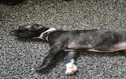 Staffordshire Bull Terrier dogs for sale: Full Staffordshire Bull Terrior puppies for sale - Image 17