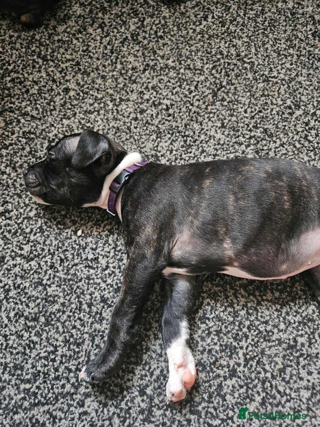 Staffordshire Bull Terrier dogs for sale: Full Staffordshire Bull Terrior puppies for sale - Image 17