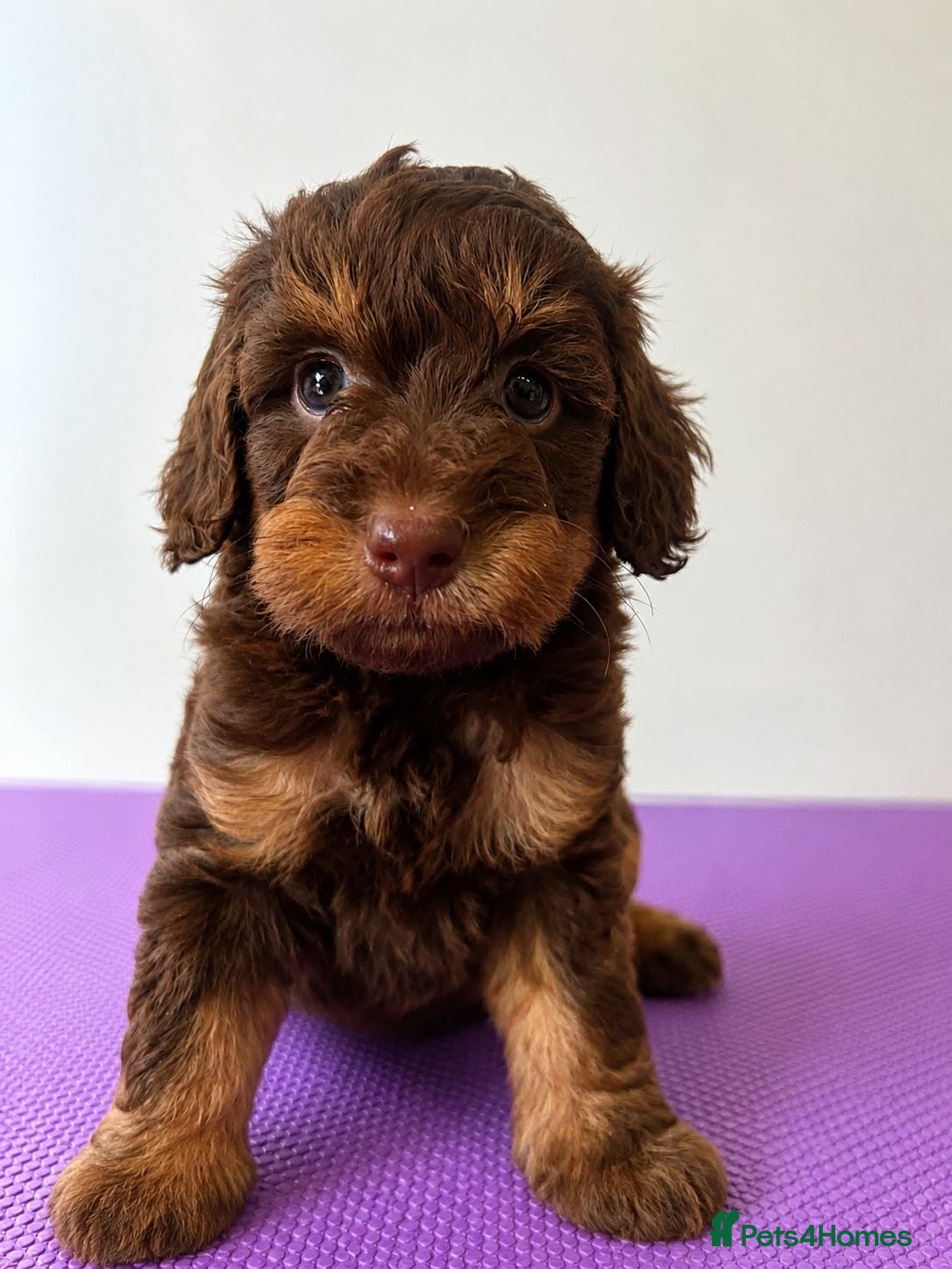 Cockapoo dogs F1b stunning cockapoos  - Advert 2