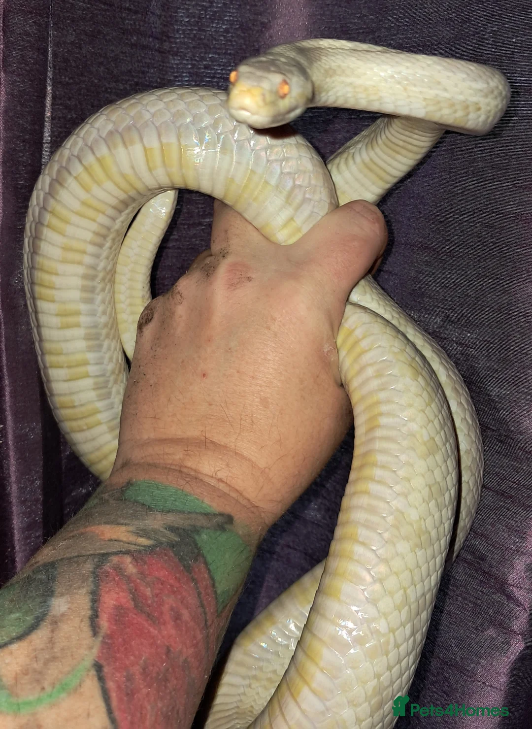 Corn Snake reptiles for sale: Stunning female corn snake, vivarium & accessories - Advert 2