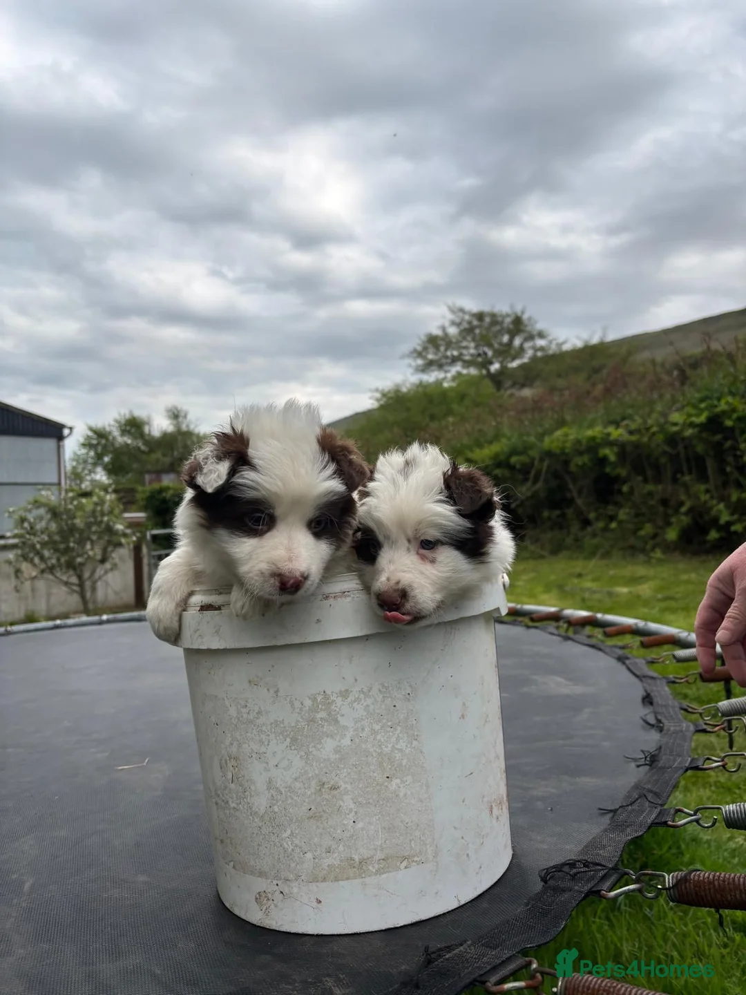 Border Collie dogs for sale: White & Brown Collie pups  - Advert 2