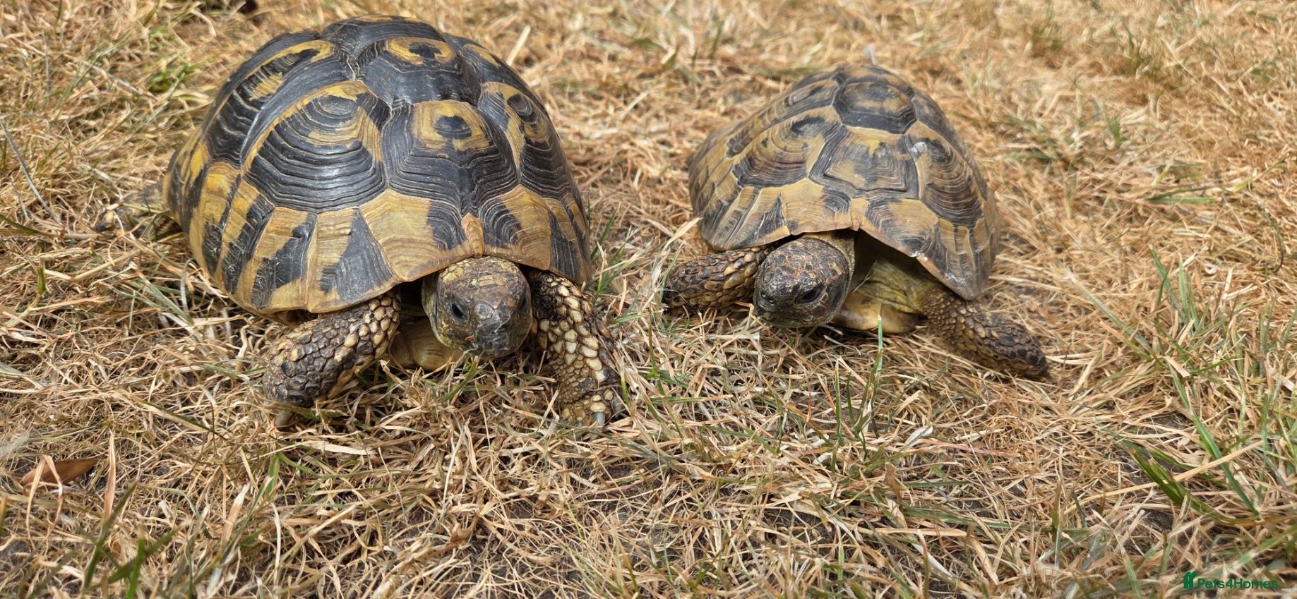 Hermann Tortoise reptiles Established Pair of Hermanns Tortoises Ruby&George - Advert 1