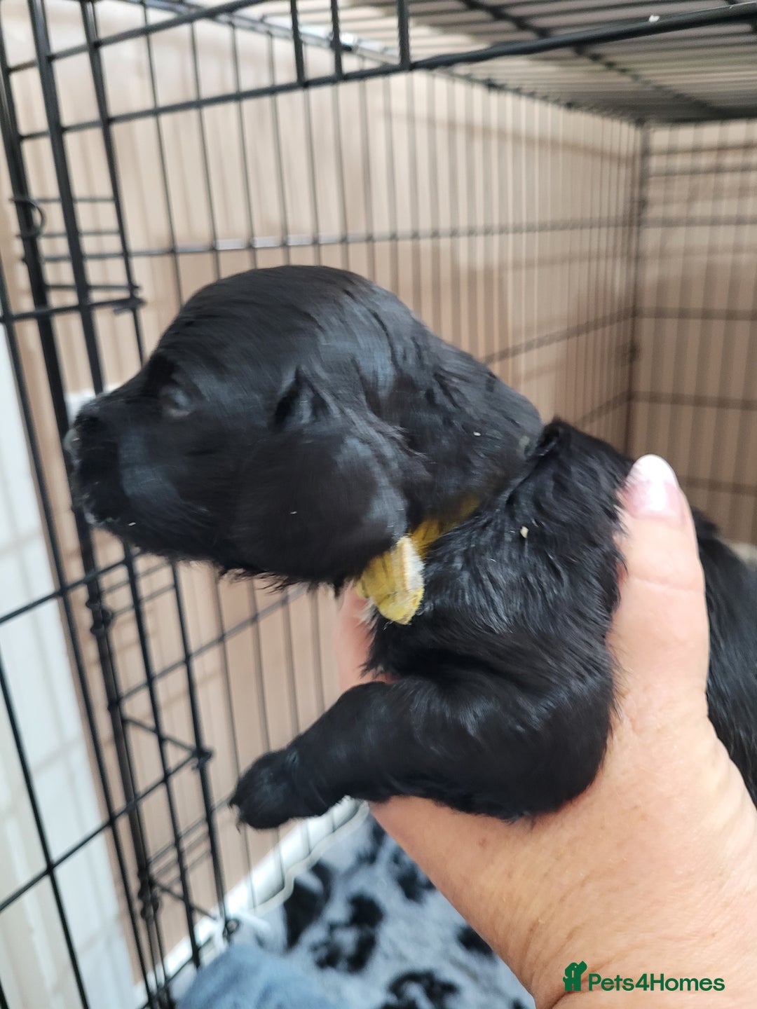 Sprocker dogs for sale: Sprocker puppies - Image 3