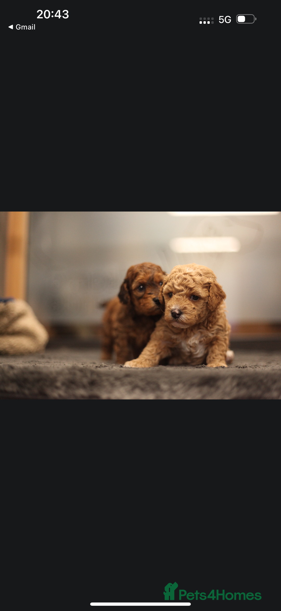 Poochon dogs for sale: Beautiful Poochon Pups Home Bred second litter - Advert 16
