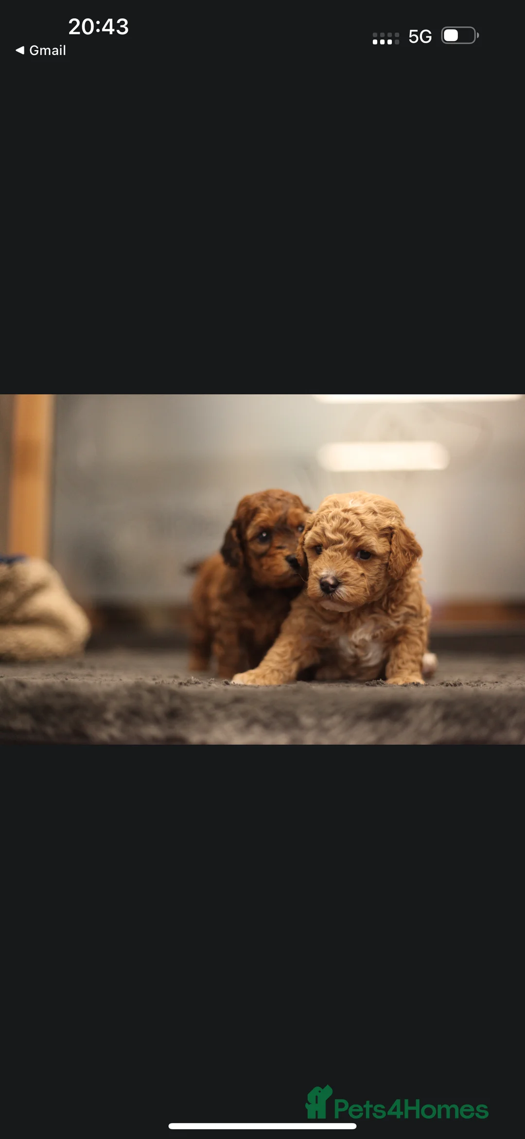Poochon dogs for sale: Beautiful Poochon Pups Home Bred second litter - Advert 16