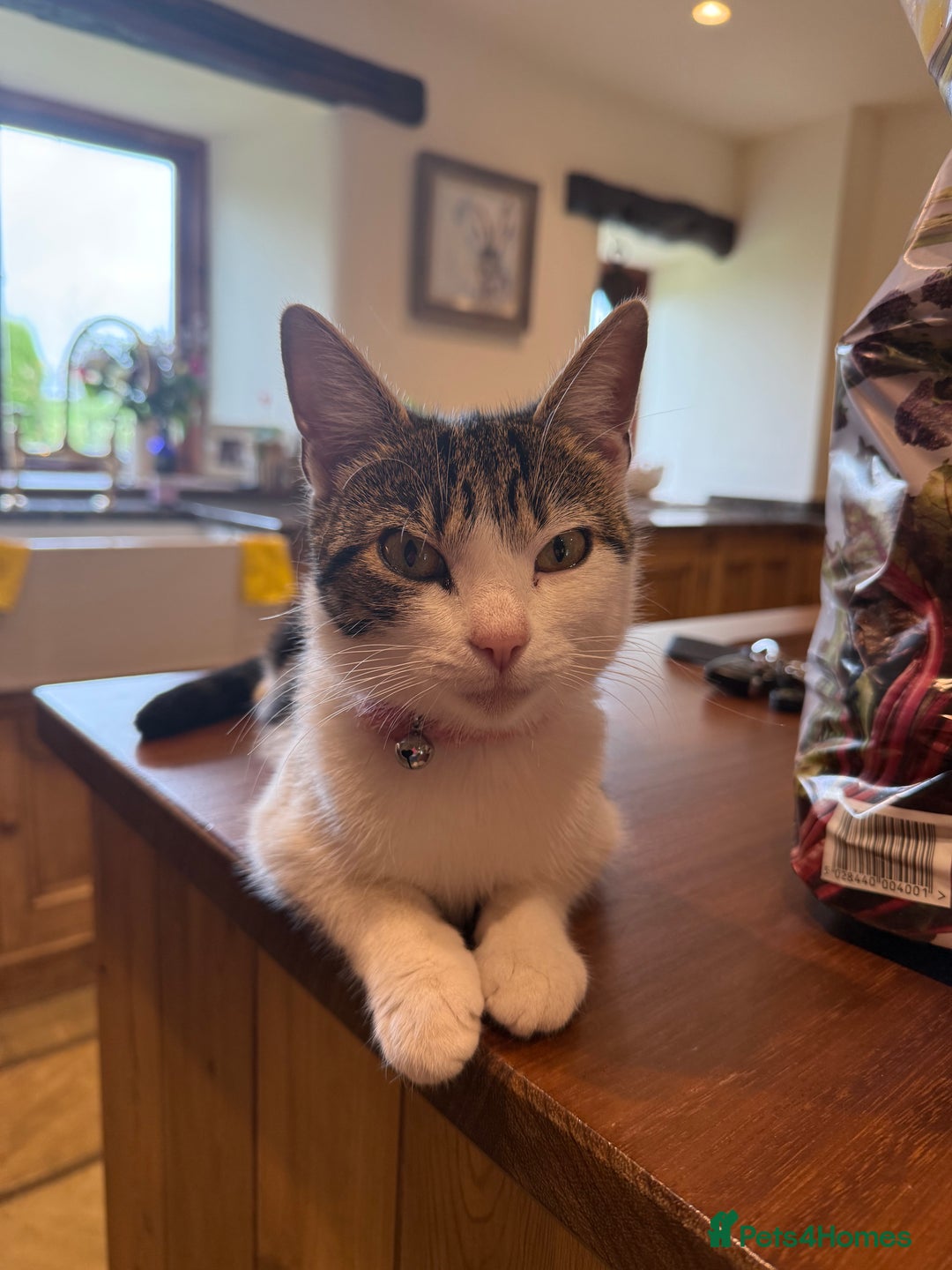 Mixed Breed cats for sale: 6 Cute Kittens Looking for Loving Homes - Image 5