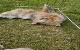 Mini Lion Lop rabbits for sale: Lion lops  - Image 6