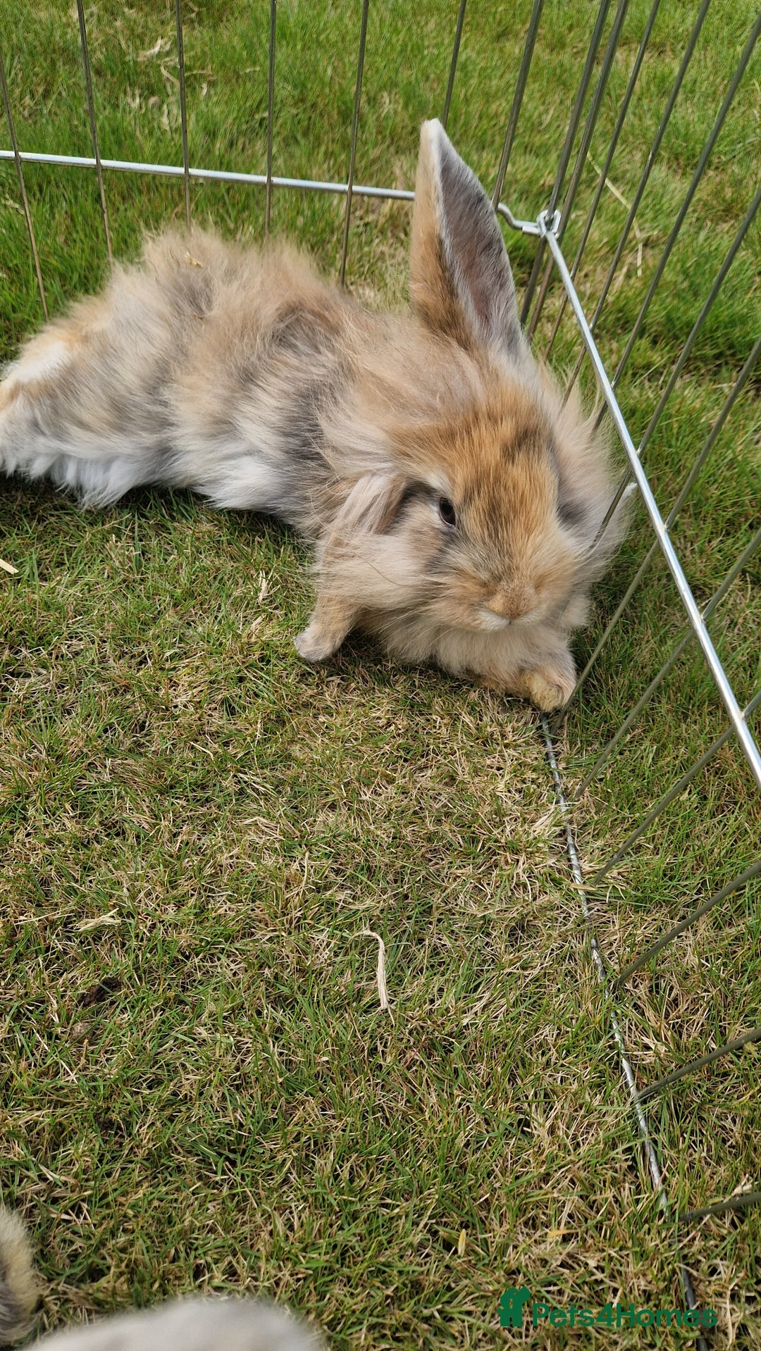 Mini Lion Lop rabbits for sale: Lion lops  - Image 6