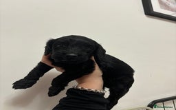 Cockapoo dogs for sale: F2 cockapoo puppies - Image 13