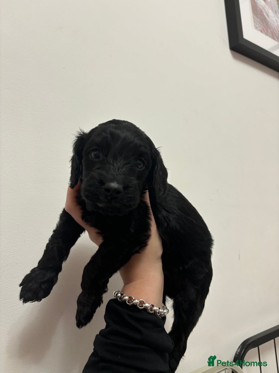 Cockapoo dogs for sale: F2 cockapoo puppies - Image 13