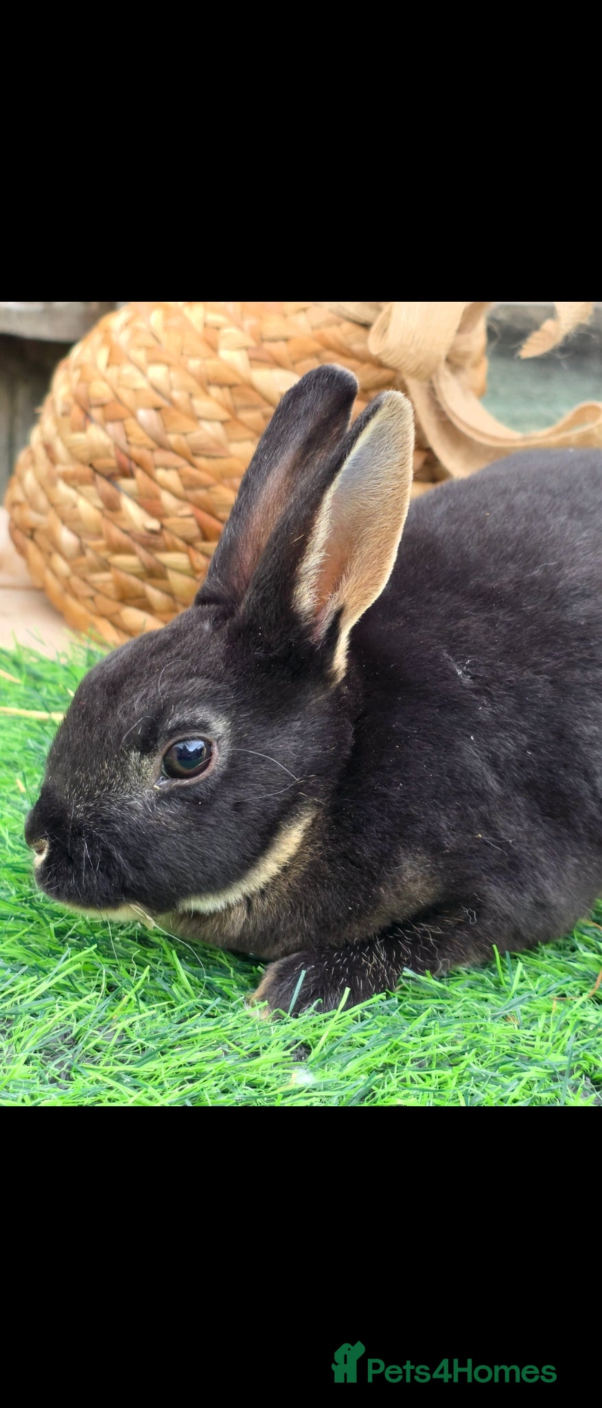 Rex rabbits BLACK OTTER BUCK READY  - Advert 2