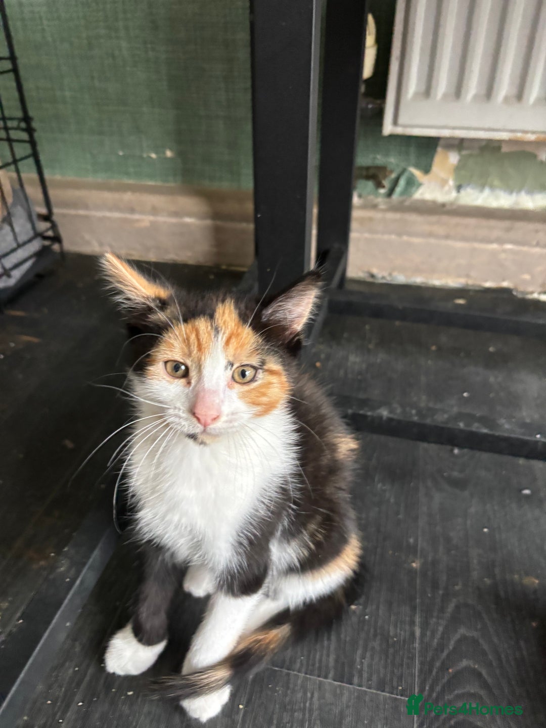 Mixed Breed cats for sale: Adorable kitten - Image 28