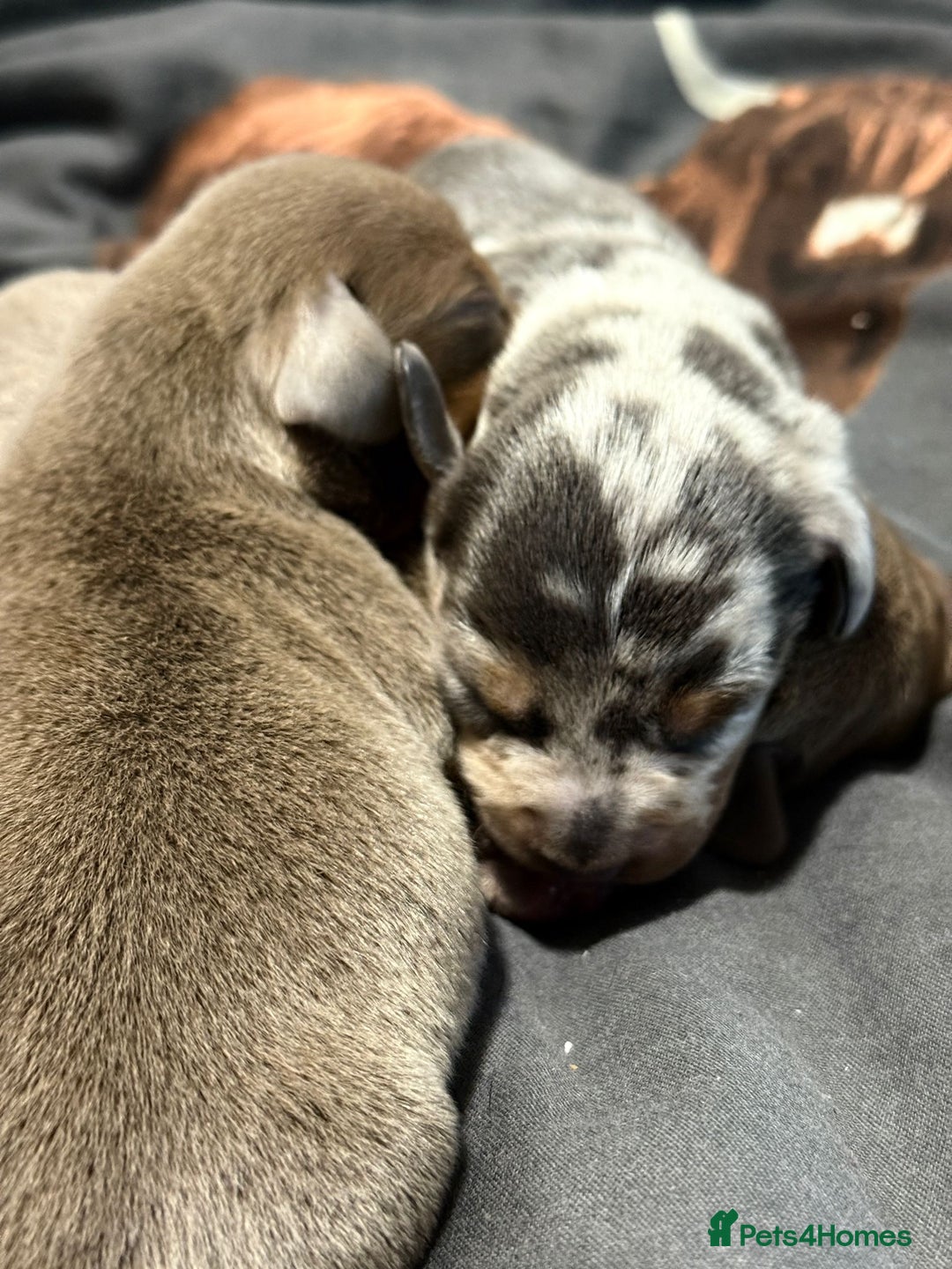 Dachshund dogs for sale: 7 Beautiful dachshund puppies  - Advert 13