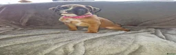 Boxer dogs for sale: 4 k.c boxer puppies ready for there new homes  in Sowerby Bridge - Advert 12