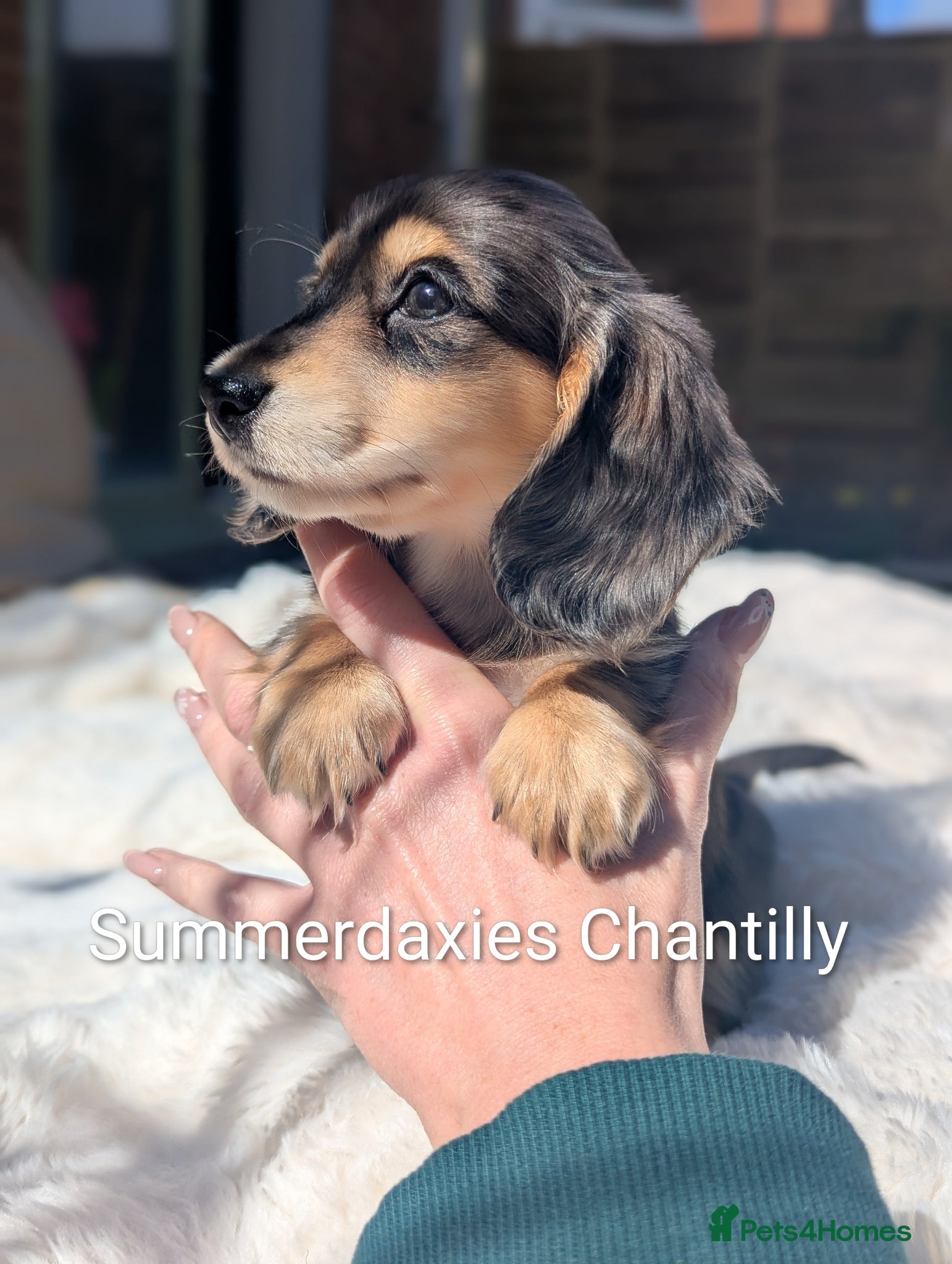 Miniature Dachshund dogs Summerdaxies Chantilly 🩷 longhaired silver dapple - Advert 2