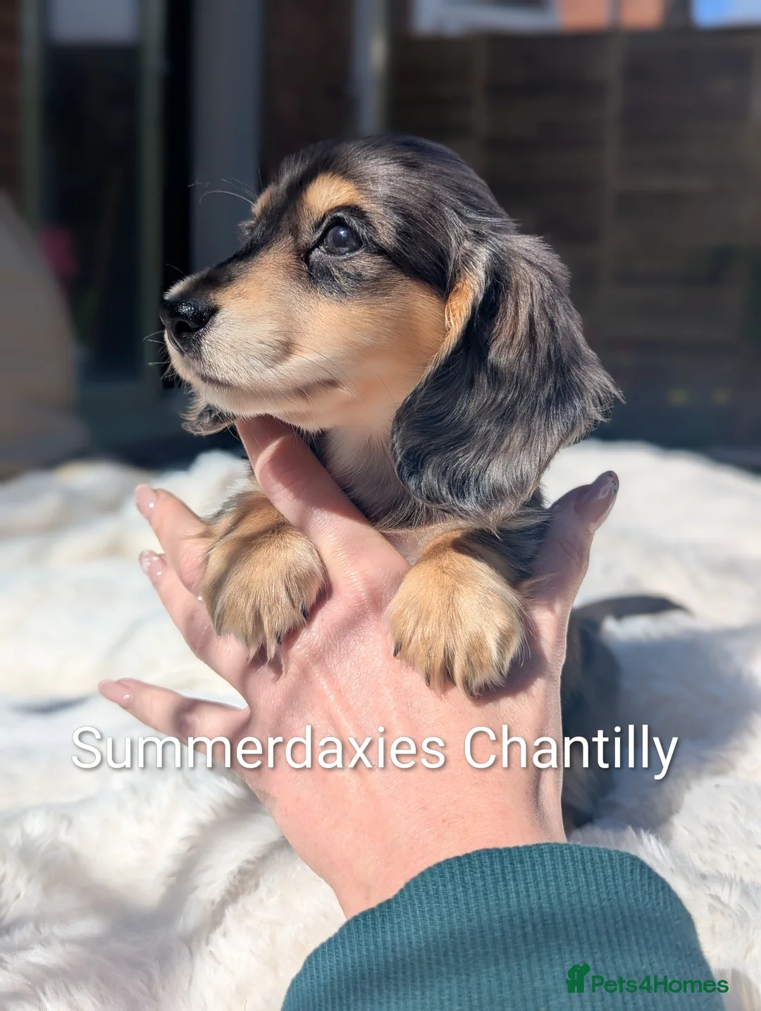 Miniature Dachshund dogs for sale: Summerdaxies Chantilly 🩷 longhaired silver dapple - Advert 1