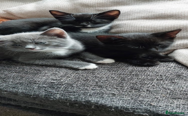 British Shorthair cats - Advert 13