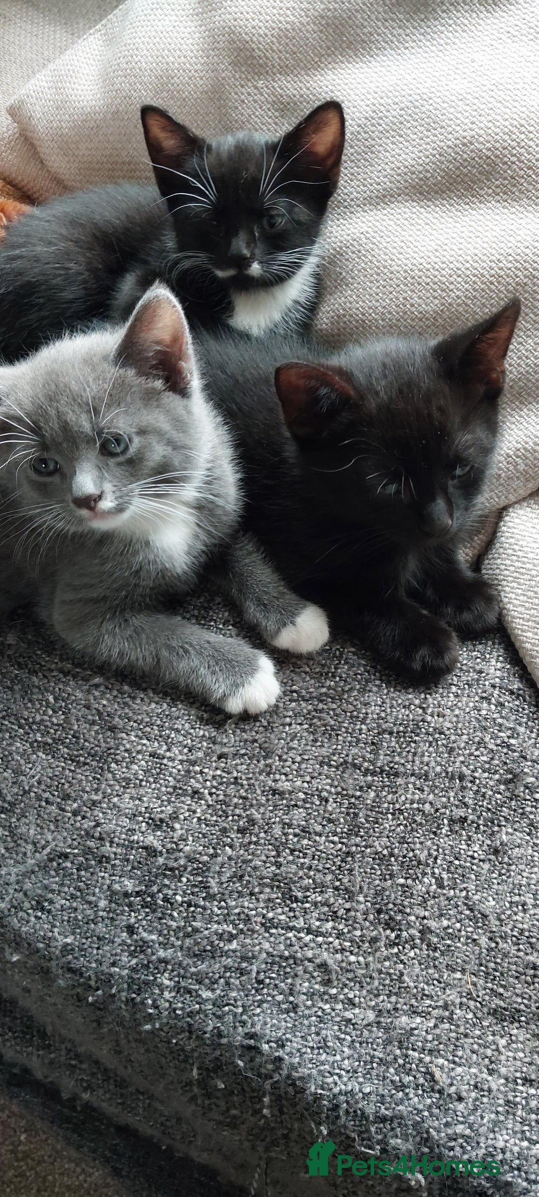 British Shorthair cats for sale: Kittens for sale.  - Image 1