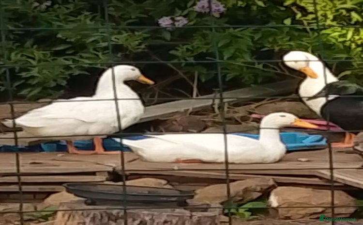 Ducks poultry - Advert 1
