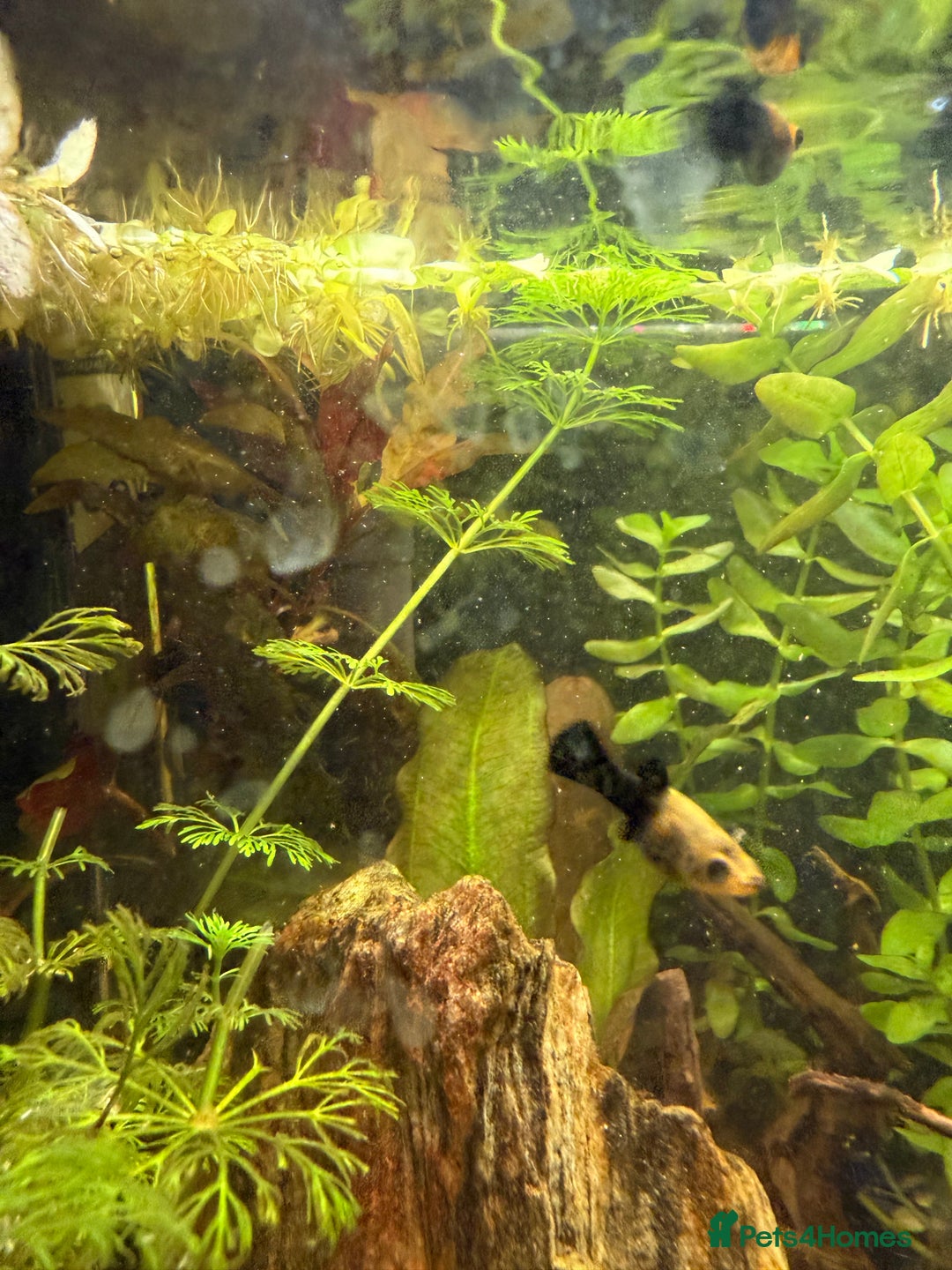 Mollies fish for sale: Mollies Need rehoming  - Advert 4