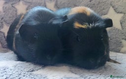 Guinea Pig rodents for sale: Pairs of Sows - Happy, Healthy, Friendly Sows - Image 10