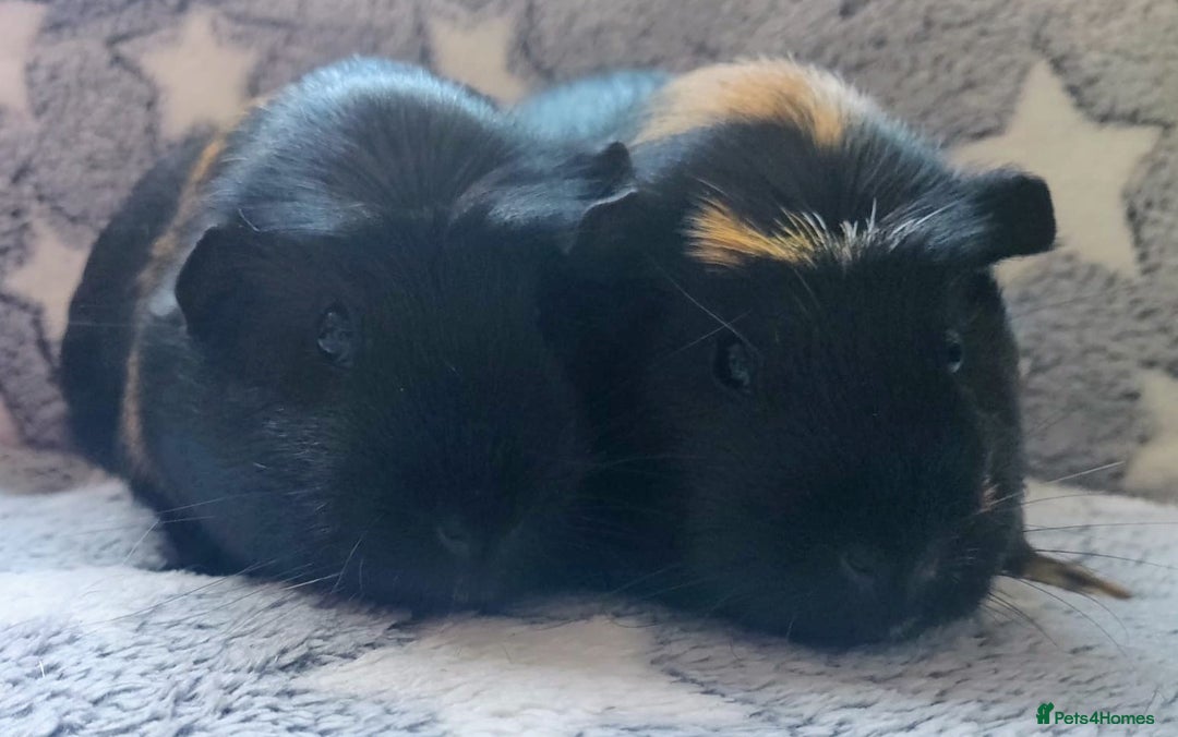 Guinea Pig rodents for sale: Pairs of Sows - Happy, Healthy, Friendly Sows - Image 10
