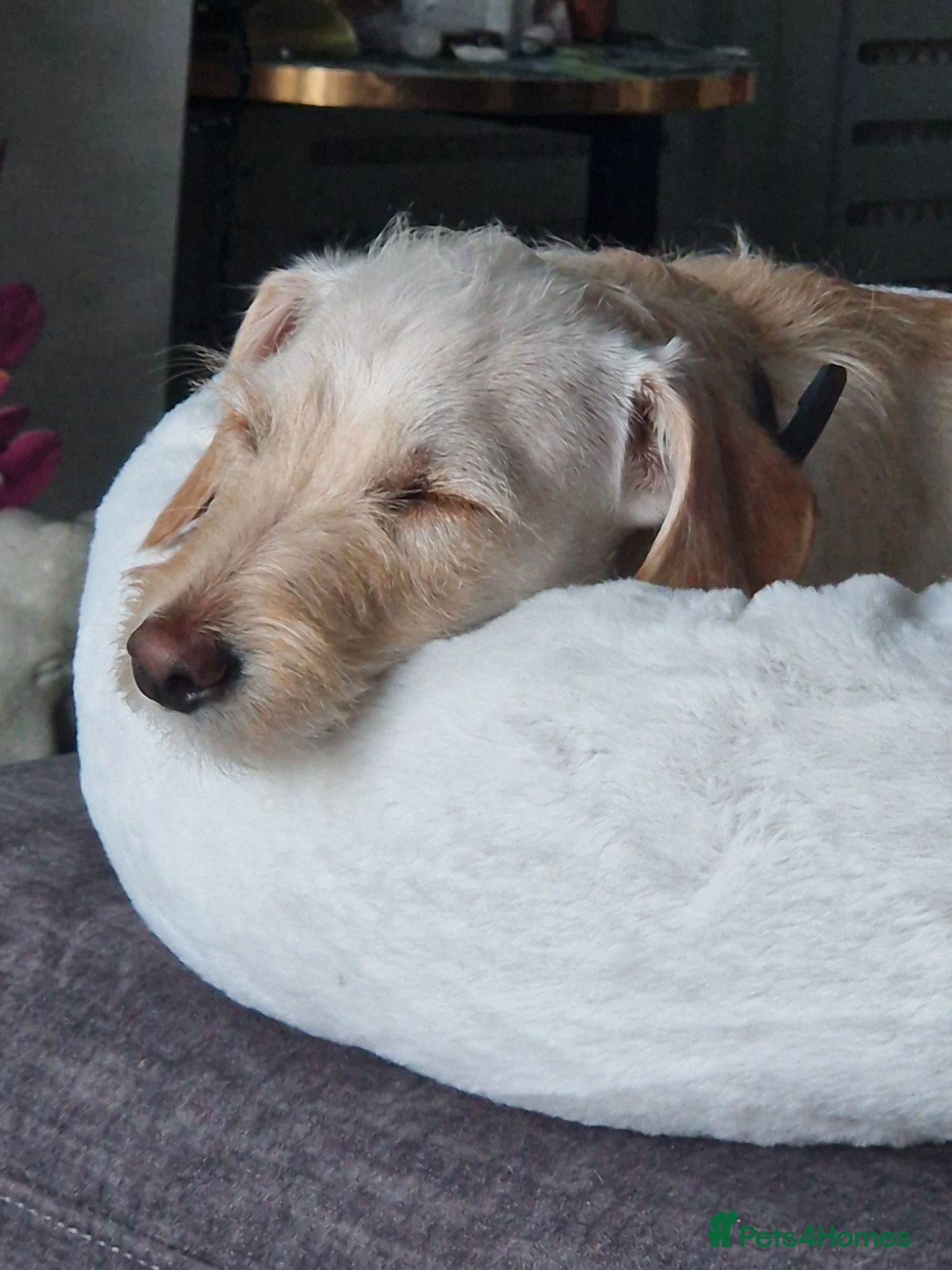 Mixed Breed dogs 8 months old PLEASE READ FULL DESCRIPTION  - Advert 6