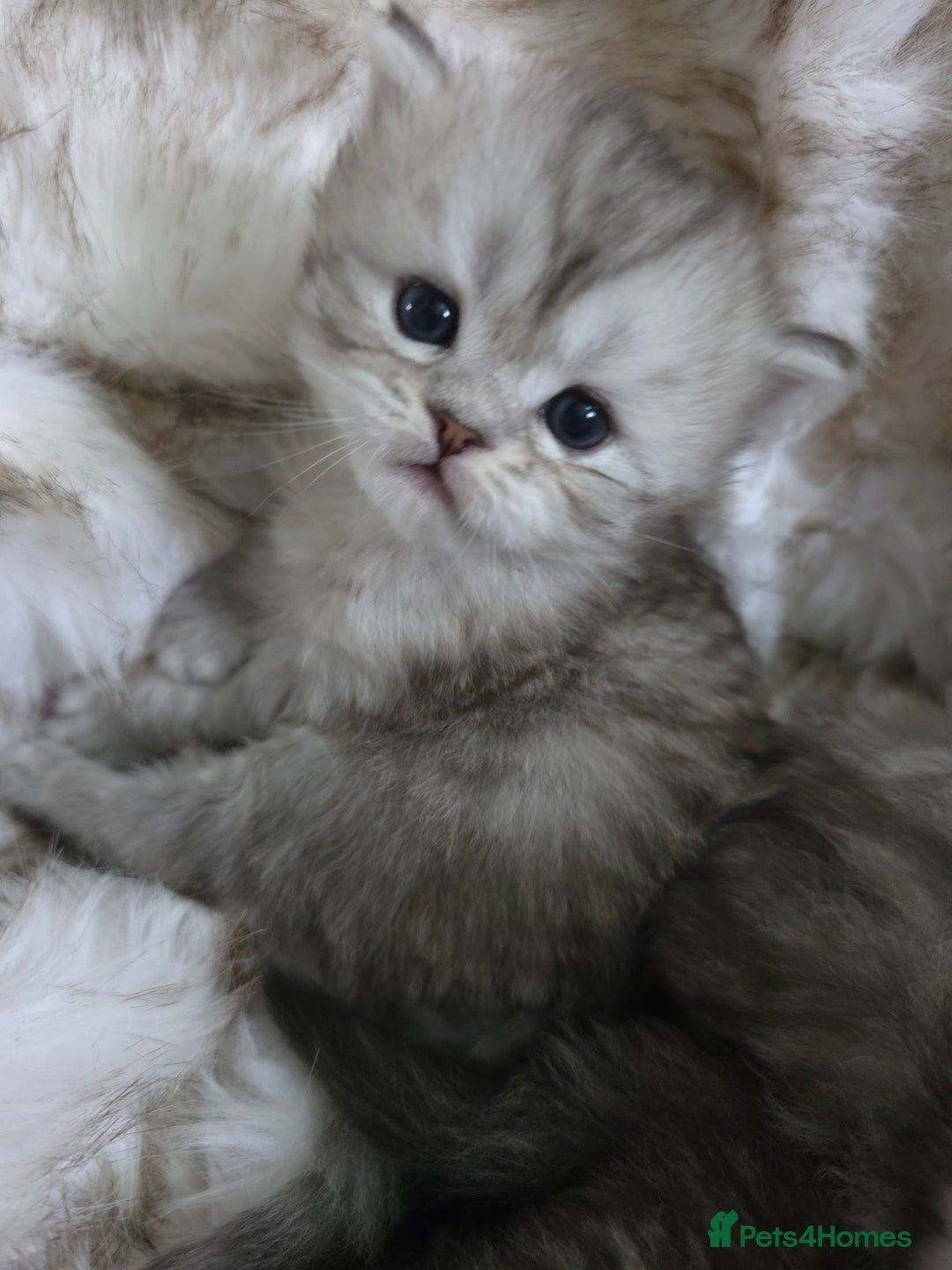 Persian cats for sale: Persian kittens  - Advert 8