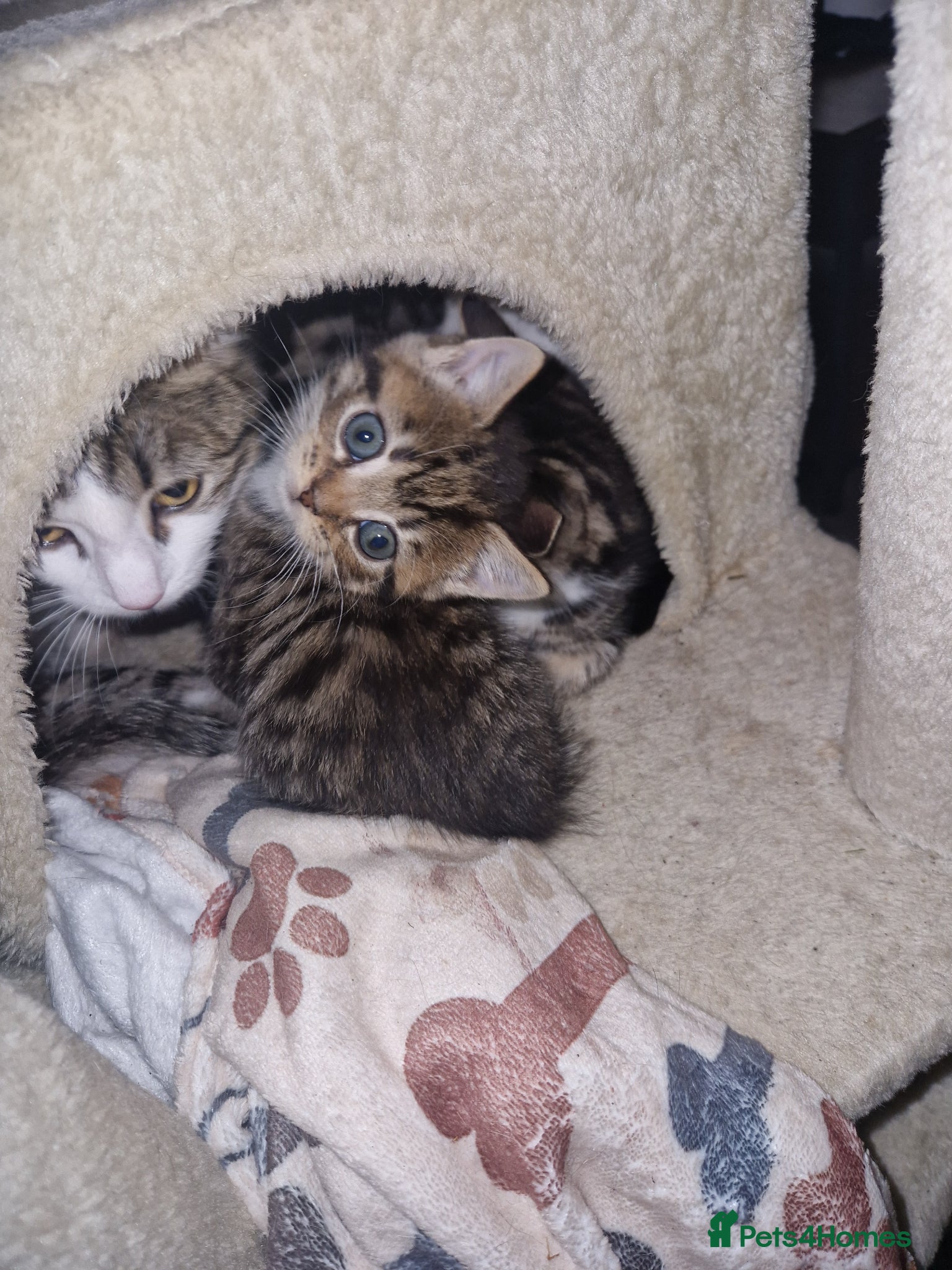 Mixed Breed cats 3 Beautiful tabby kittens ready for today! - Advert 5