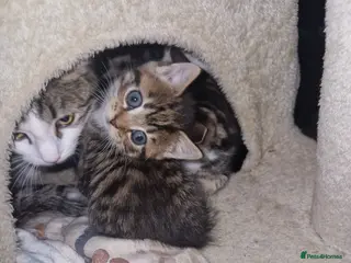 Mixed Breed cats 3 Beautiful tabby kittens ready for today! - Advert 1