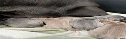 Labrador Retriever dogs for sale: Perfect Health Tested Silvers & Charcoals  - Advert 15