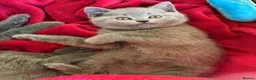 British Shorthair cats for sale: BRITISH SHORTHAIR KITTENS  - Advert 8