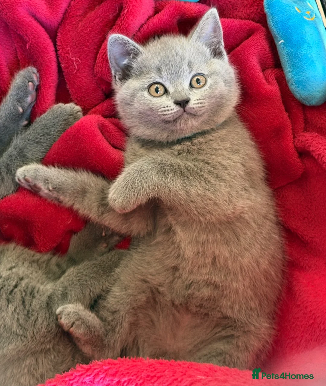 British Shorthair cats for sale: BRITISH SHORTHAIR KITTENS  - Advert 8