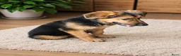 German Shepherd dogs for sale: Last German Shepherd Boy from Outstanding Parents - Advert 8