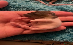 Rat rodents for sale: Rats looking for 5* homes only  - Image 23