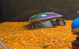 Tetras fish for sale: 50L Aquarium - Image 7